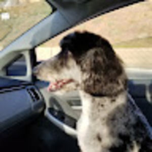 Meet your Posher, Dogtown